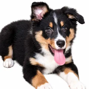 Filhote Border Collie tricolor