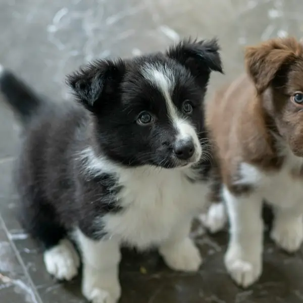 Dois filhotes de Border Collie