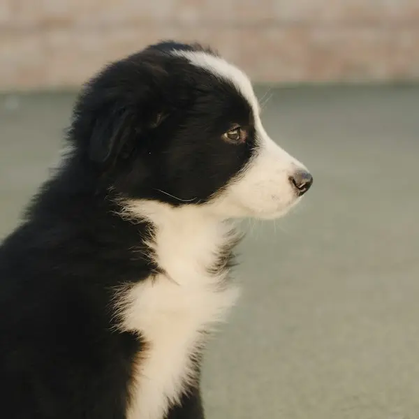 Filhote de Border Collie preto e branco