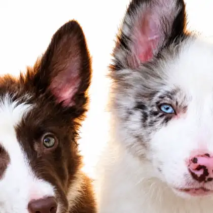 Filhote de Border Collie do canil Chico Sá Brito